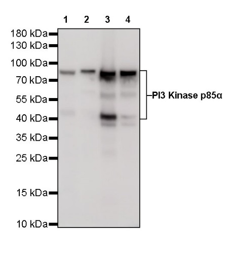 PI3 Kinase p85α Recombinant Rabbit mAb (S-328-24)