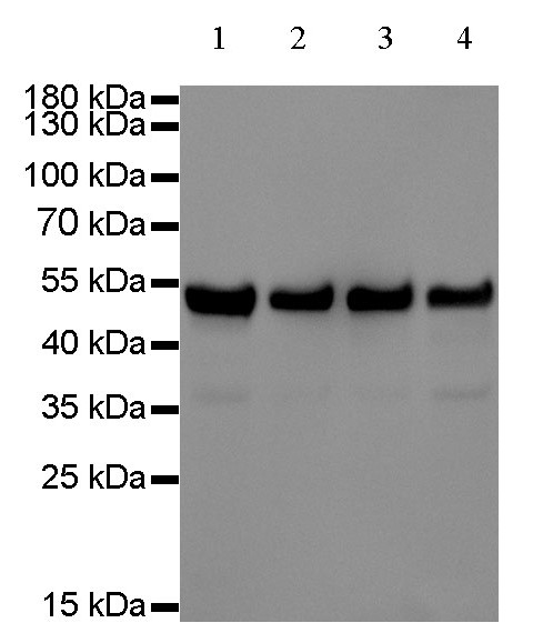 Goat anti-Rabbit IgG(H+L), HRP