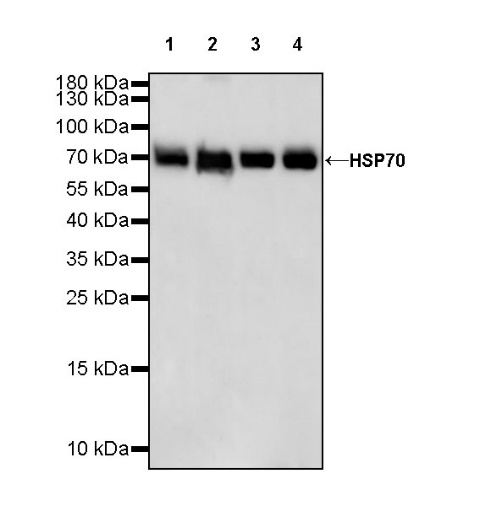 HSP70 Recombinant Rabbit mAb (S-992-39)