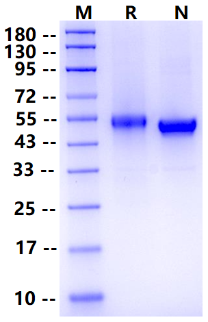 Biotinylated CD5 His&Avi Tag Protein, Human