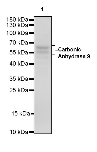 Carbonic Anhydrase 9 Recombinant Rabbit mAb (SDT-733-28)