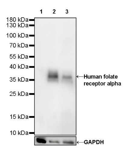 Human folate receptor alpha Recombinant Rabbit mAb (SDT-719-20-2)