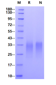 ACVR2B His Tag Protein, Mouse