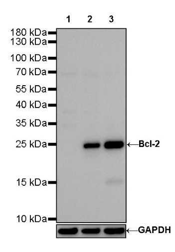 Bcl-2 Recombinant Rat mAb (S-R193)
