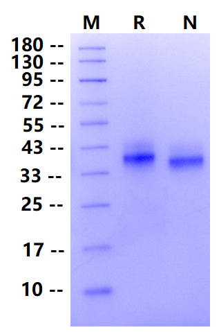 Biotinylated PD-L1/B7-H1 His&Avi Tag Protein, Cynomolgus