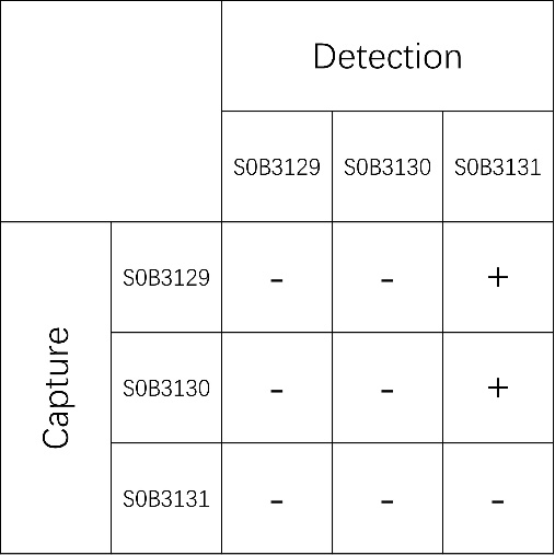Osteocalcin/OST Recombinant Rabbit mAb (SDT-253-35)