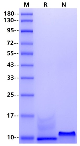 IL-8(28-99) Protein, Human