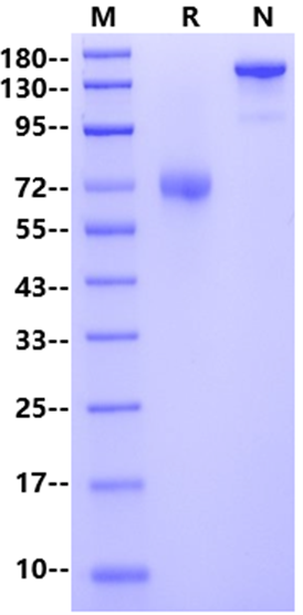 TIM-3/HAVCR2 Fc Chimera Protein, Human