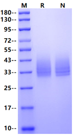 IL10RB His Tag Protein, Mouse
