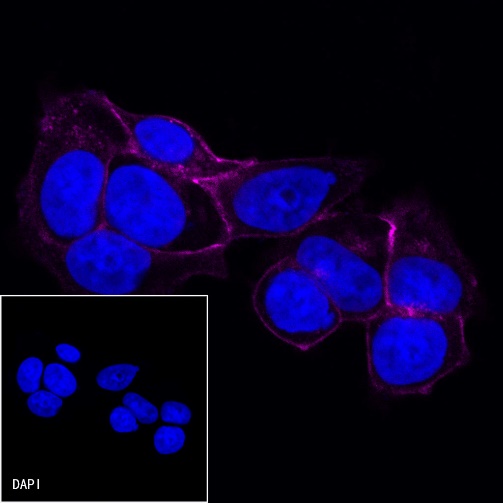 E-Cadherin Recombinant Rabbit mAb (Cy5 Conjugate) (S-438-5)