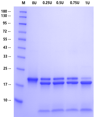 Recombinant SUMO Protease, Yeast