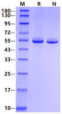 CALR/Calreticulin His Tag Protein, Human