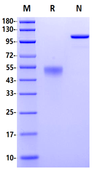 Frizzled-4/FZD4 Fc Chimera Protein, Human