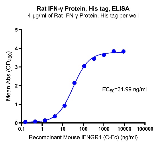 Rat IFN-γ Protein, His tag