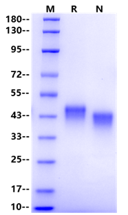 CD38 His Tag Protein, Mouse