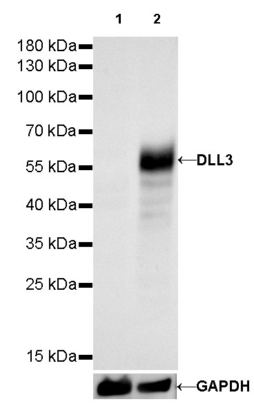 DLL3 Recombinant Rabbit mAb (SDT-207-59)