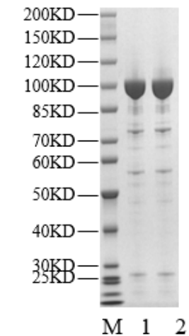 USP13 Protein