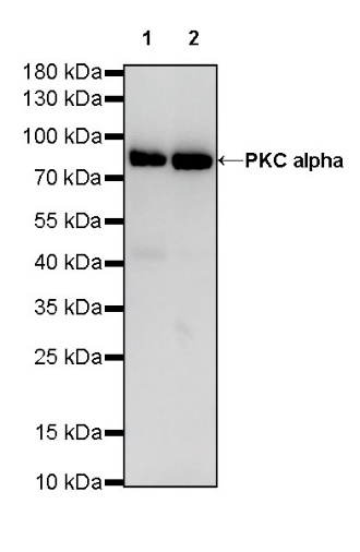 PKC alpha Recombinant Rabbit mAb (S-624-36)
