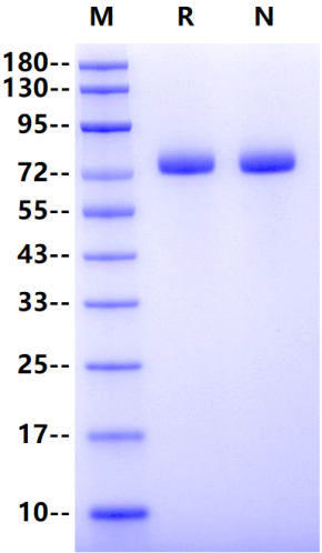 CD36/SR-B3 His Tag Protein, Cynomolgus