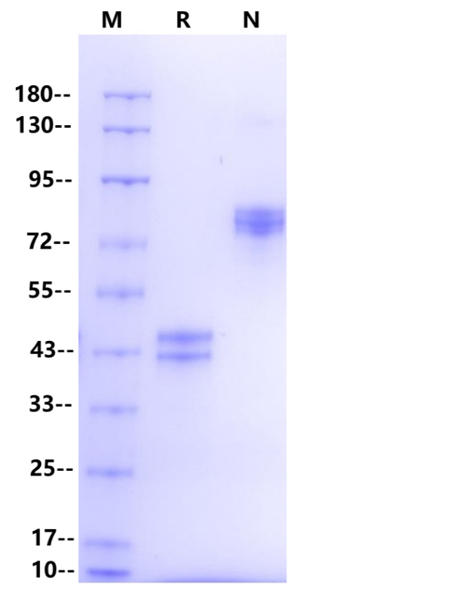 Complement/C5a Fc Chimera Protein, Human