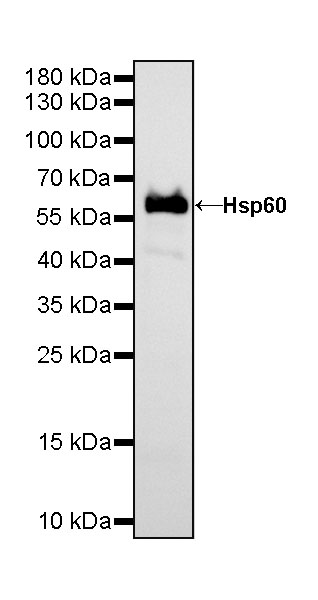 HSP60 Recombinant Rabbit mAb (HRP Conjugate) (SDT-R012)