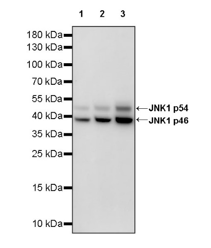JNK1 Recombinant Rabbit mAb (S-1153-21)