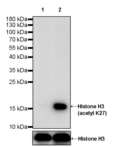 Histone H3 (acetyl K27) Recombinant Rabbit mAb (S-699-50)