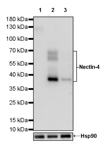S-RMab® Nectin-4 Recombinant Rabbit mAb (SDT-277-314)
