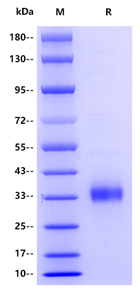 Human Adiponectin, his tag