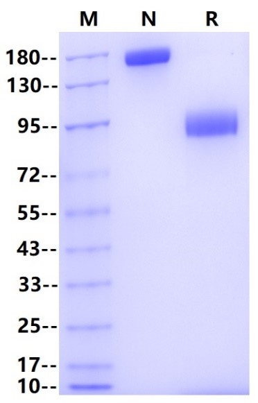Siglec-9 Fc Chimera Protein, Human