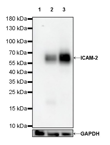 ICAM-2 Recombinant Rabbit mAb (S-R359)