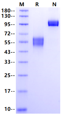NKG2D/CD314 Fc Chimera Protein, Human 