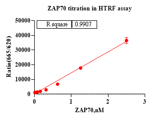 ZAP70 Protein