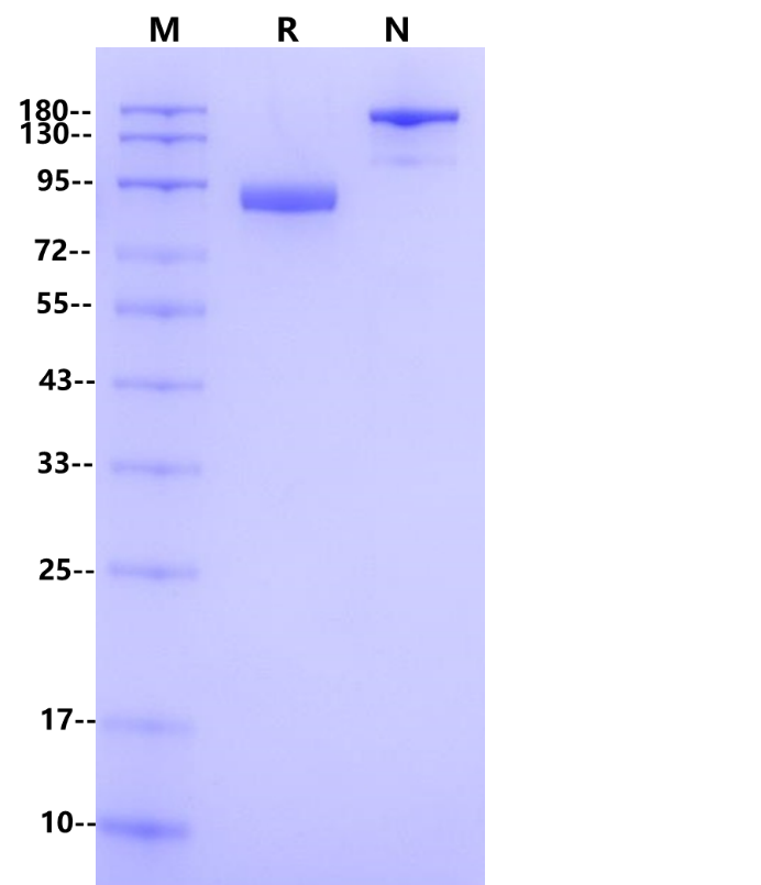LILRB2/CD85d/ILT4 Fc Chimera Protein, Human