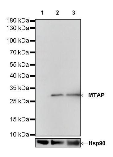 MTAP Recombinant Rabbit mAb (S-R363)