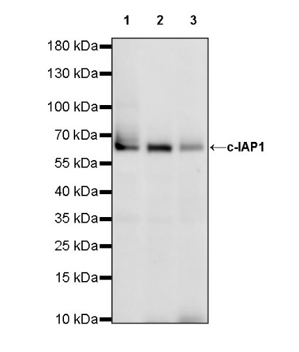 c-IAP1 Recombinant Rabbit mAb (S-1128-137)