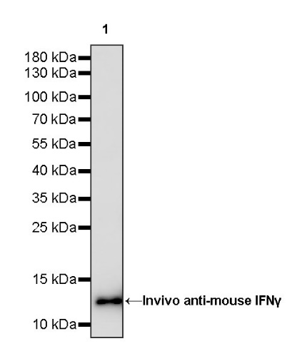 Invivo anti-mouse IFNγ Recombinant mAb
