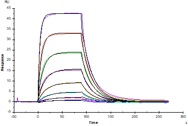 CD200R Fc Chimera Protein, Cynomolgus