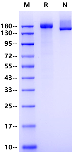 Siglec-1 His Tag Protein, Human