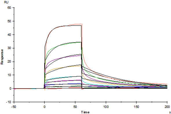NKp30/CD337 His Tag Protein, Human