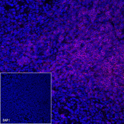 CD3 epsilon Recombinant Rabbit mAb (Alexa Fluor® 647 Conjugate) (S-241-49)