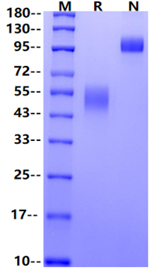 TNFRSF10B/TRAIL R2 Fc Chimera Protein, Mouse