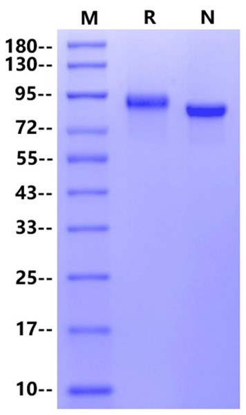 C1qR1/CD93 His Tag Protein, Human
