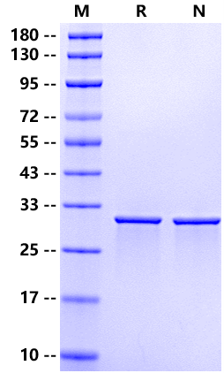 FGF-8c Protein, Mouse