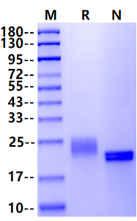 CLEC3B His Tag Protein, Mouse