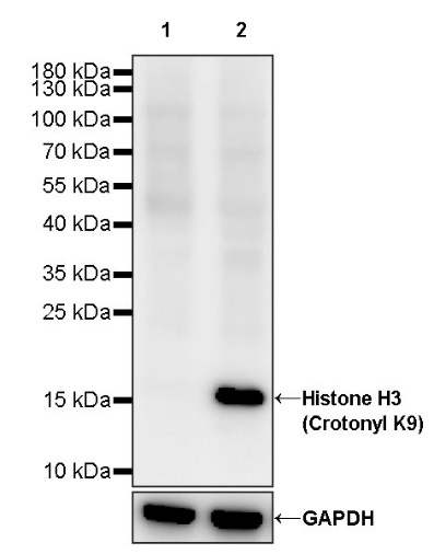 Histone H3 (Crotonyl K9) Recombinant Rabbit mAb (S-R409)