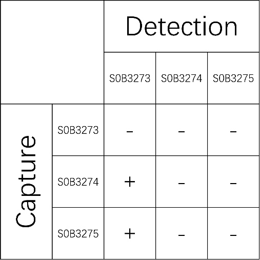 Copeptin Recombinant Rabbit mAb (SDT-444-37)