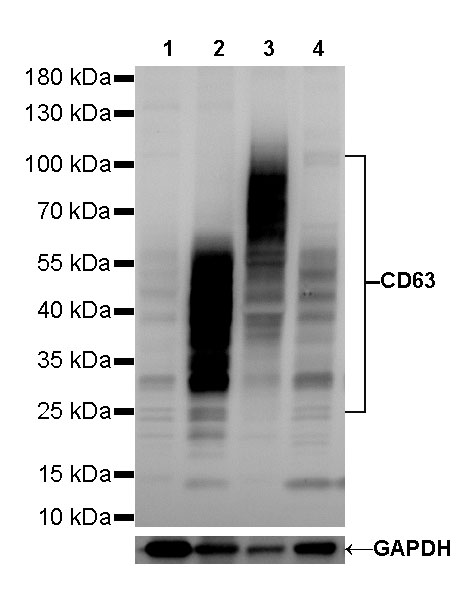 CD63 Recombinant Rabbit mAb (SDT-230-3)
