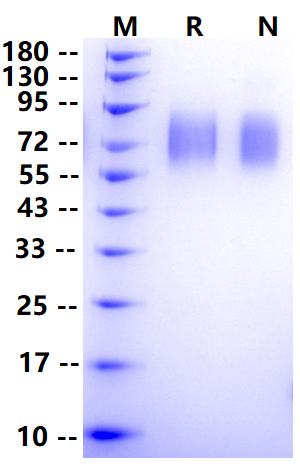 Biotinylated SIRP-α/CD172a His&Avi Tag Protein, Mouse