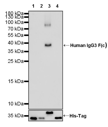 Human IgG3 F(c) Recombinant Rabbit mAb (HRP Conjugate) (S-318-77)